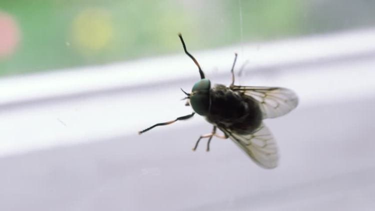 A fly